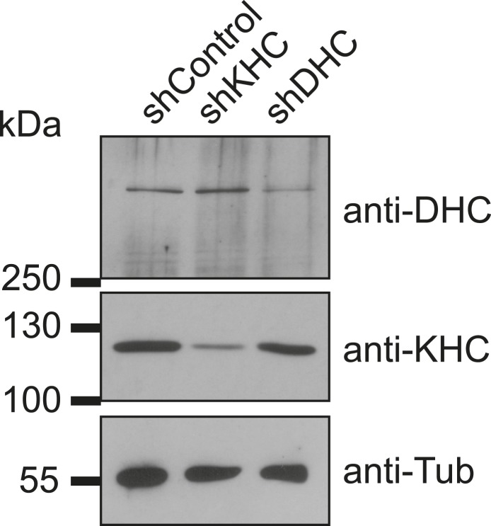 Figure 1—figure supplement 3.