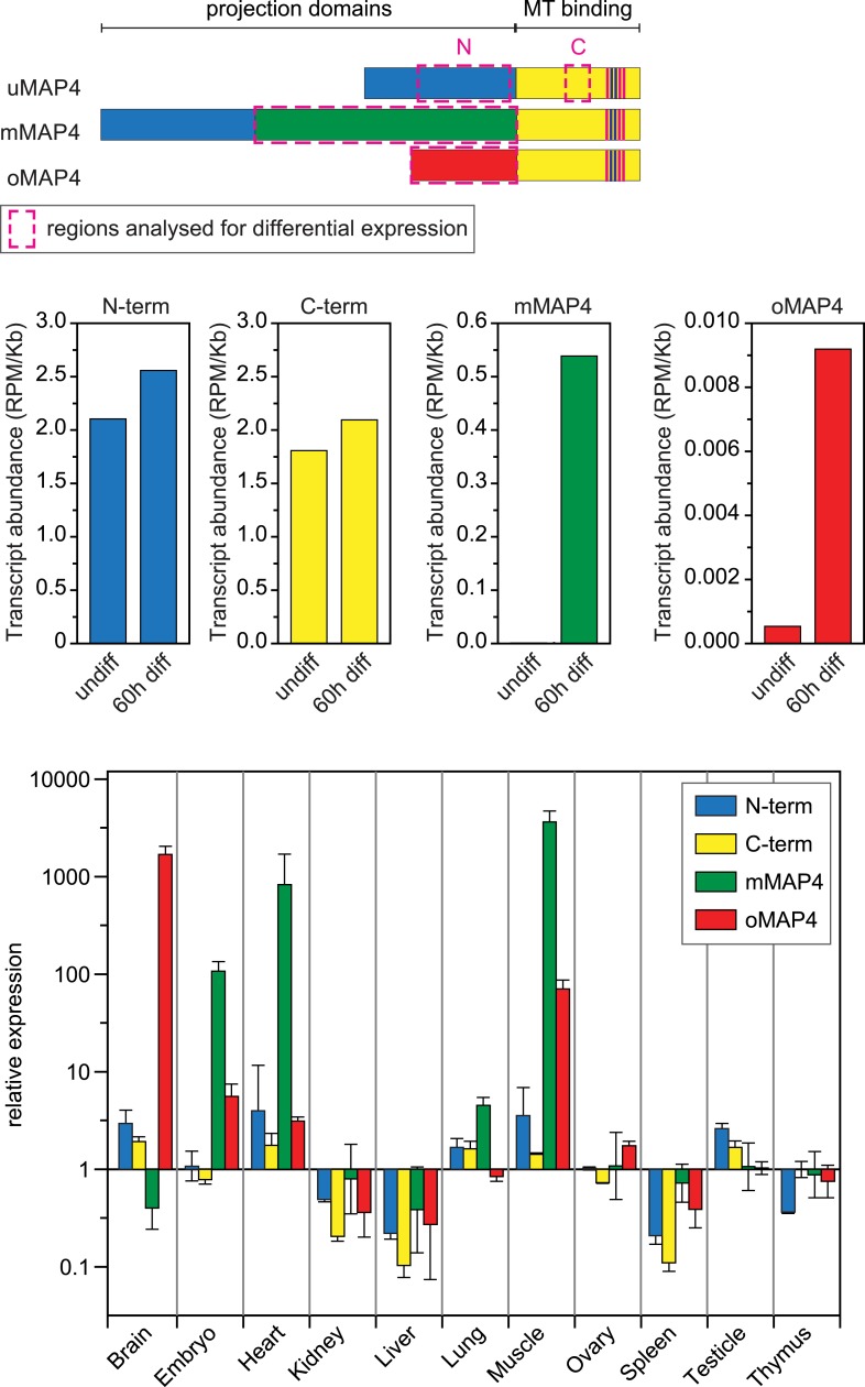 Figure 2—figure supplement 1.