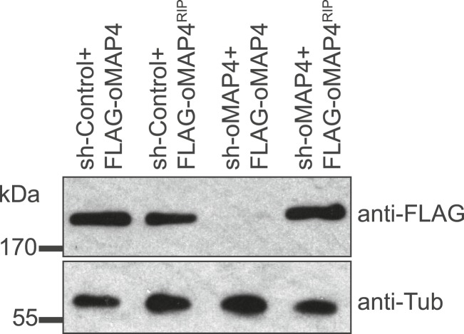 Figure 2—figure supplement 6.