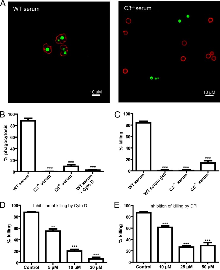 FIG 1