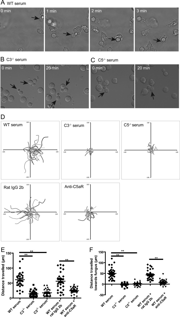 FIG 3