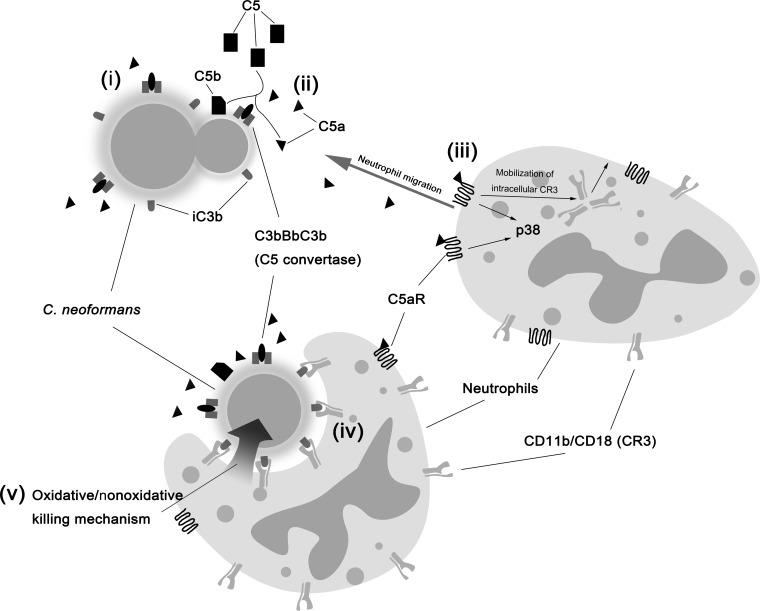 FIG 8