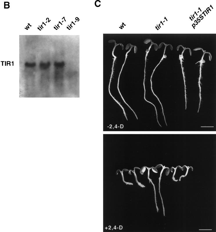 Figure 7