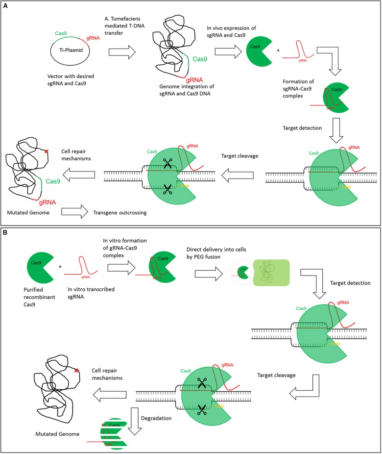 FIGURE 1