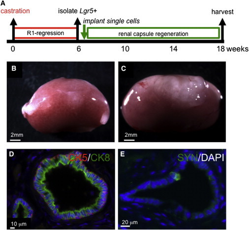 Figure 4