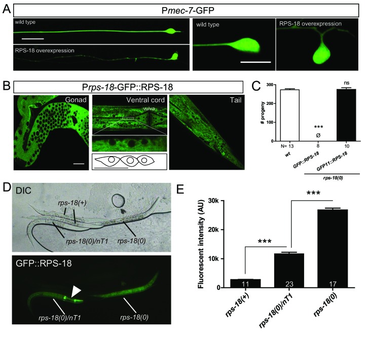 Figure 1—figure supplement 1.