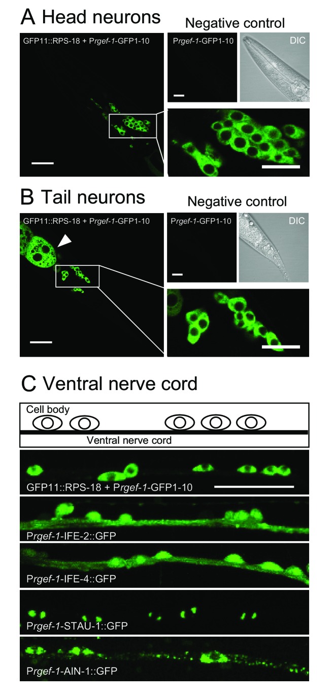 Figure 2.