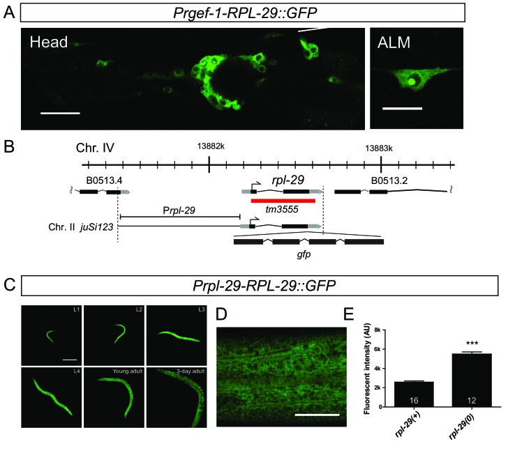 Figure 1—figure supplement 2.