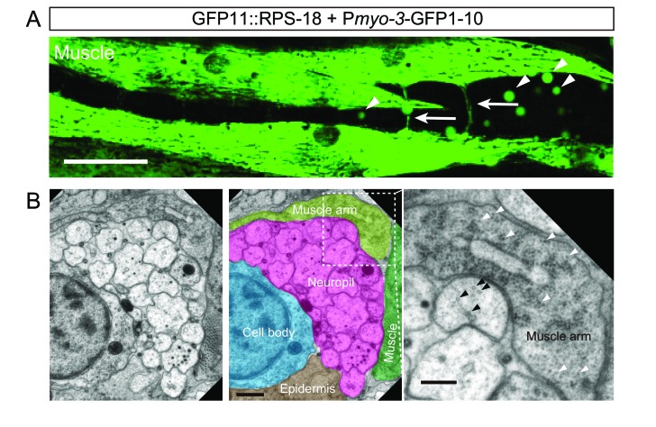 Figure 1—figure supplement 3.