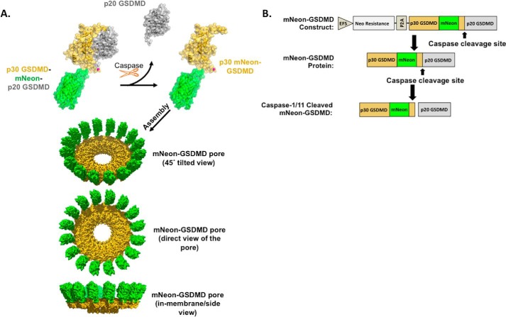 Figure 2.