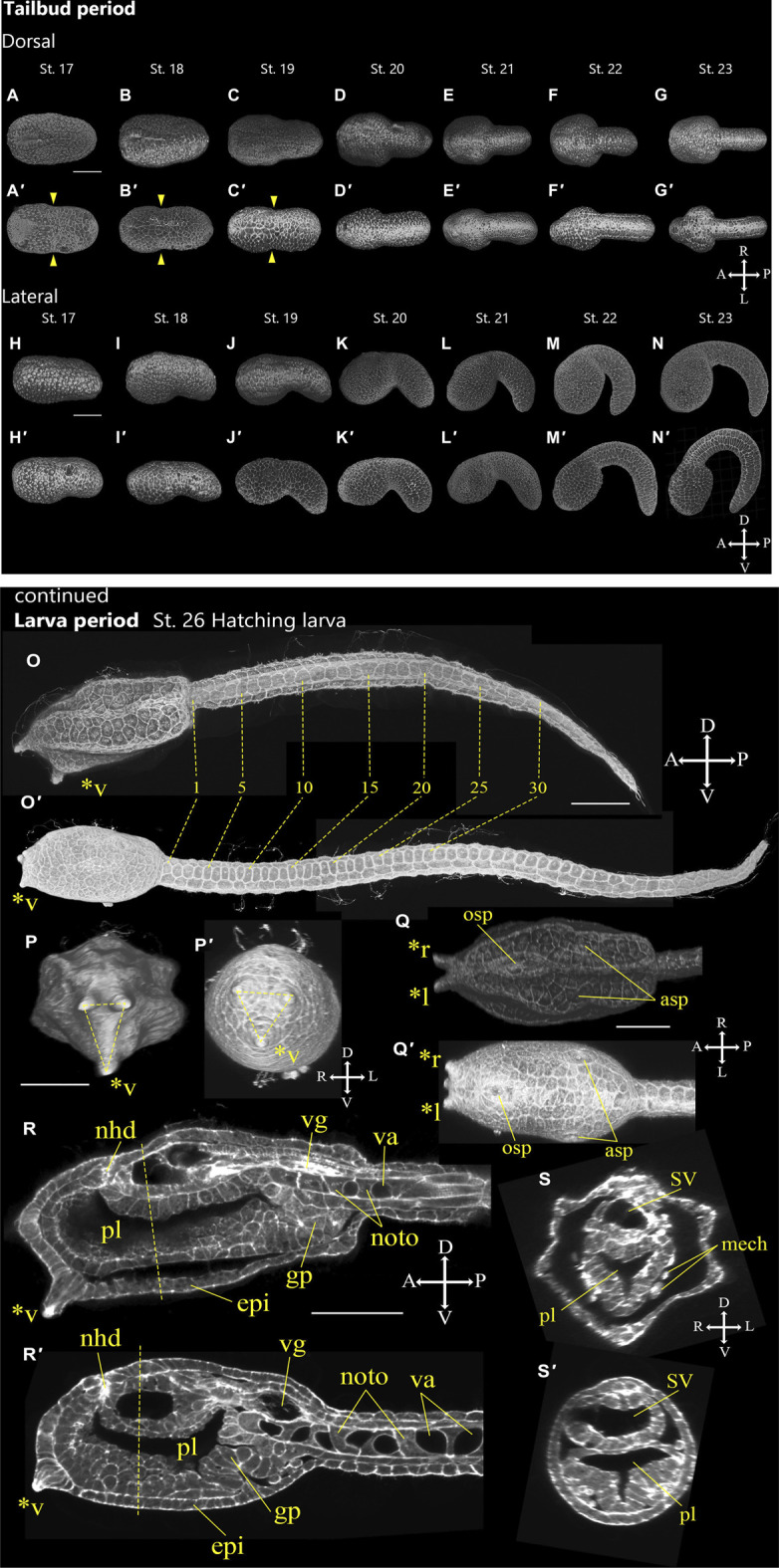 FIGURE 10