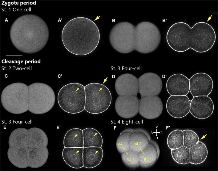 FIGURE 2