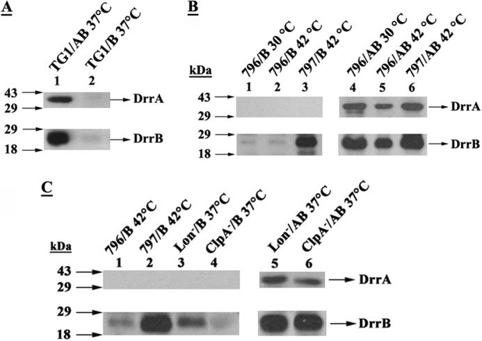 FIGURE 1.