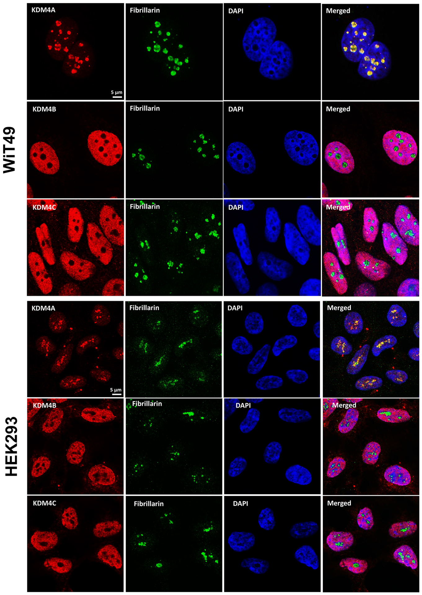 Fig.4A: