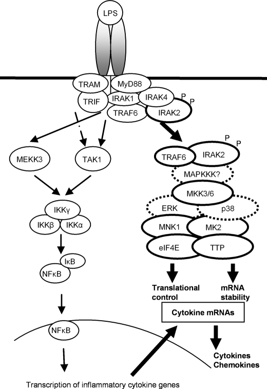 FIGURE 7.