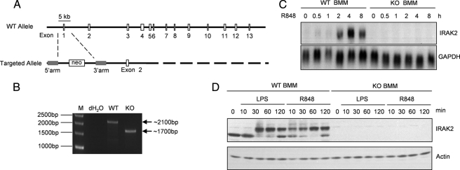 FIGURE 1.