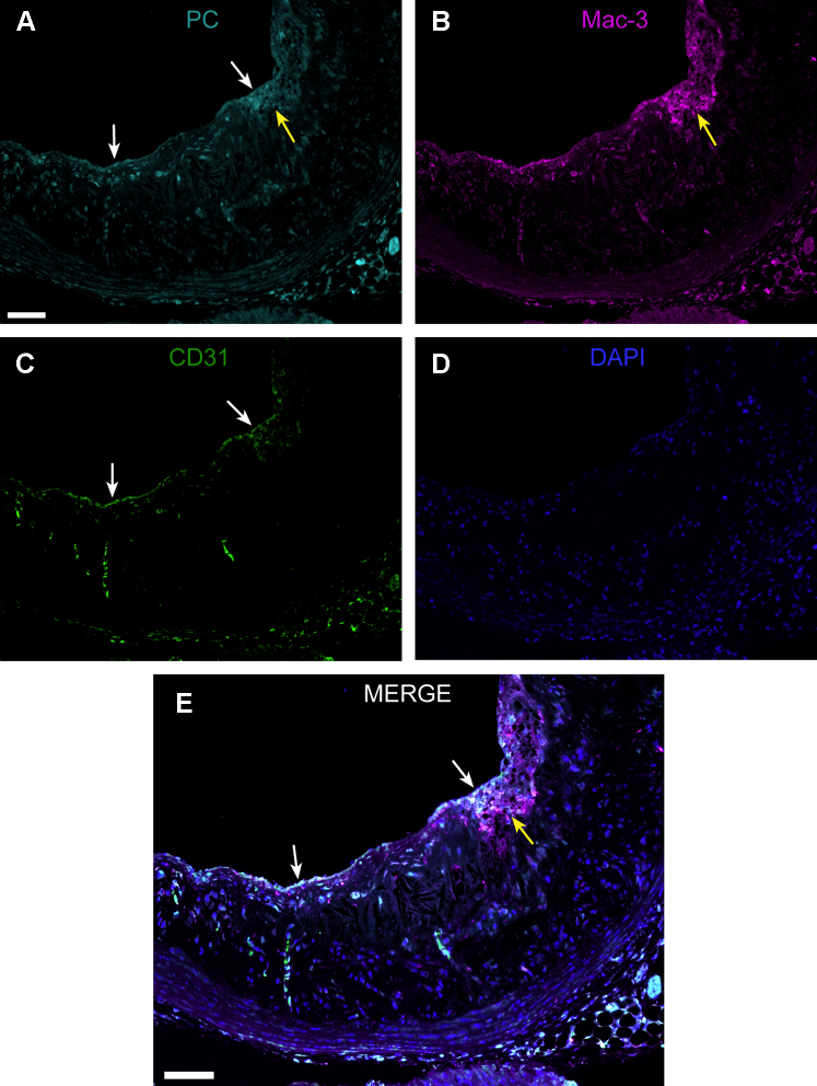 Figure 3