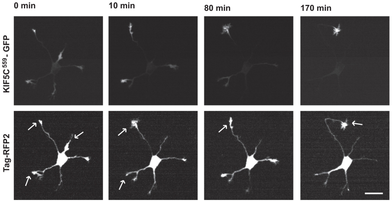 FIGURE 4