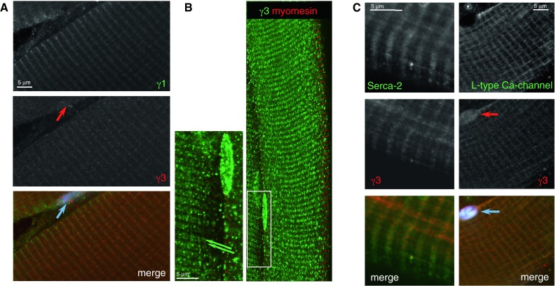 Fig. 4