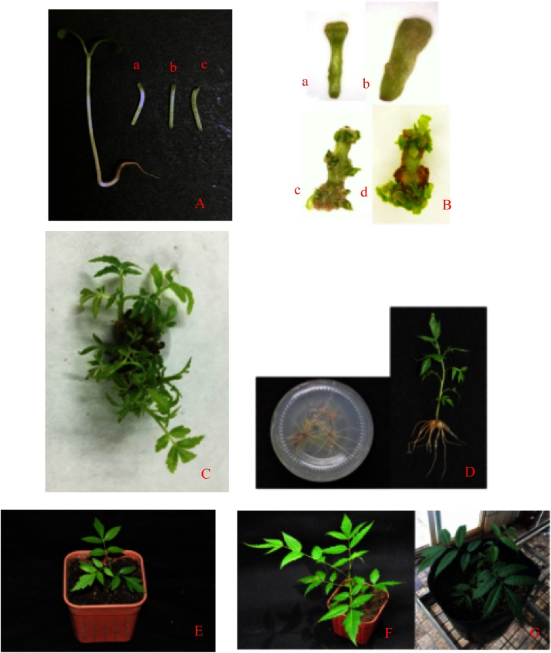 Figure 1. Plant regeneration from hypocotyl explants of T. ciliata and acclimatization. A: Hypocotyl segments were cut from aseptic seedling. a: the upper of hypocotyl; b: the middle of hypocotyl; c: the lower of hypocoty. B: Shoots induction from hypocotyl in T. ciliata on MS media containing 0.5 mg/l 6-BA, 1 mg/l KT and 0.1 mg/l IBA. a: the explant that was cultured for 7 days, callus inducted; b: the explant that was cultured for 10 days, callus inducted continuously; c: the explant that was cultured for 20 days, shoots elongated from the calli; d: the explant that was cultured for 35 days, shoots elongated continuously; C: Shoot multiplication and elongation on MS medium containing 0.3 mg/l 6-BA and 0.2 mg/l NAA after 30 days of growth; D: Roots formed in half-strength MS with 0.1 mg/l NAA, 1.5% sucrose (w/v) and 0.5% agar (w/v). E: Acclimatized plantlet after 20-day transplantation. F: Acclimatized plantlet after two month; G: Acclimatized plantlet after four month.