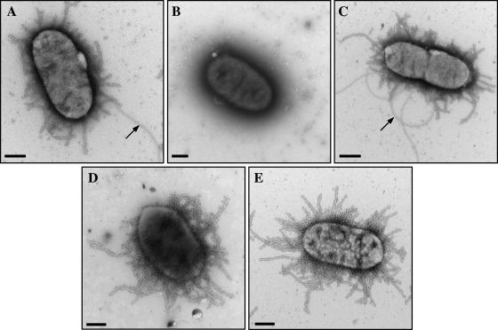 FIG. 5.