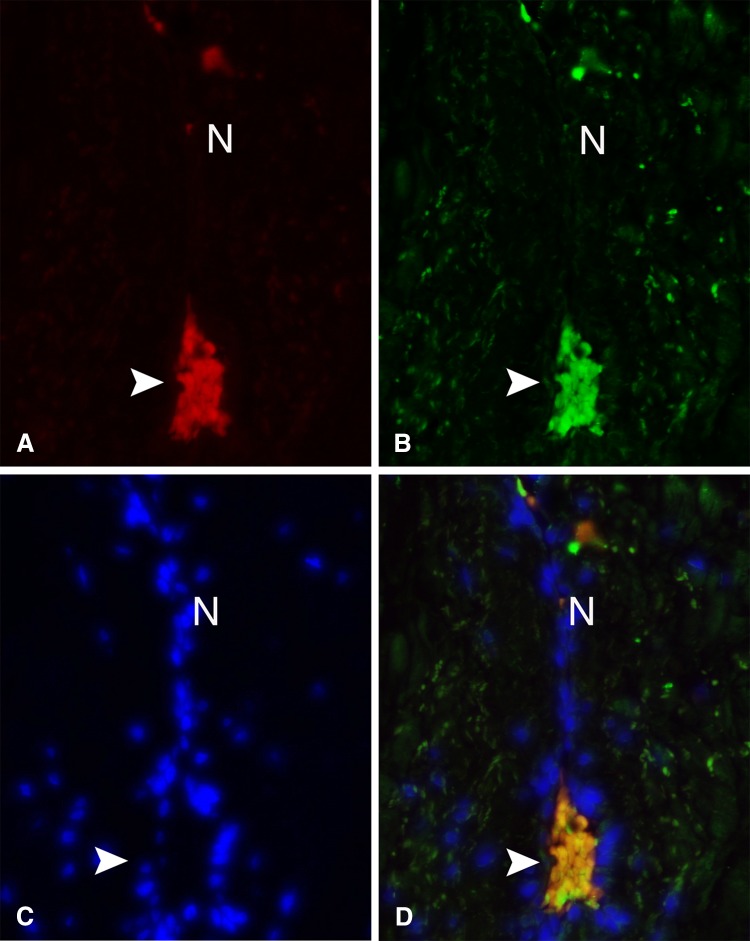 Fig. 2A–D