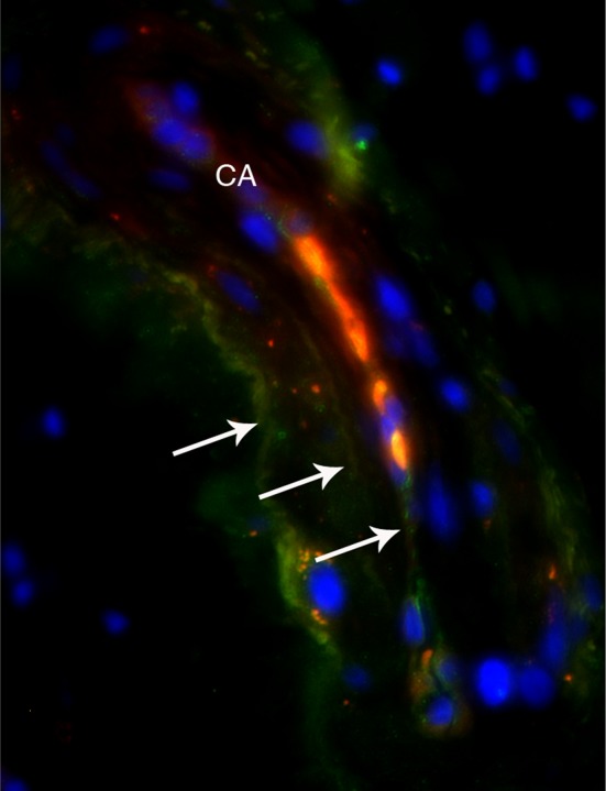 Fig. 3