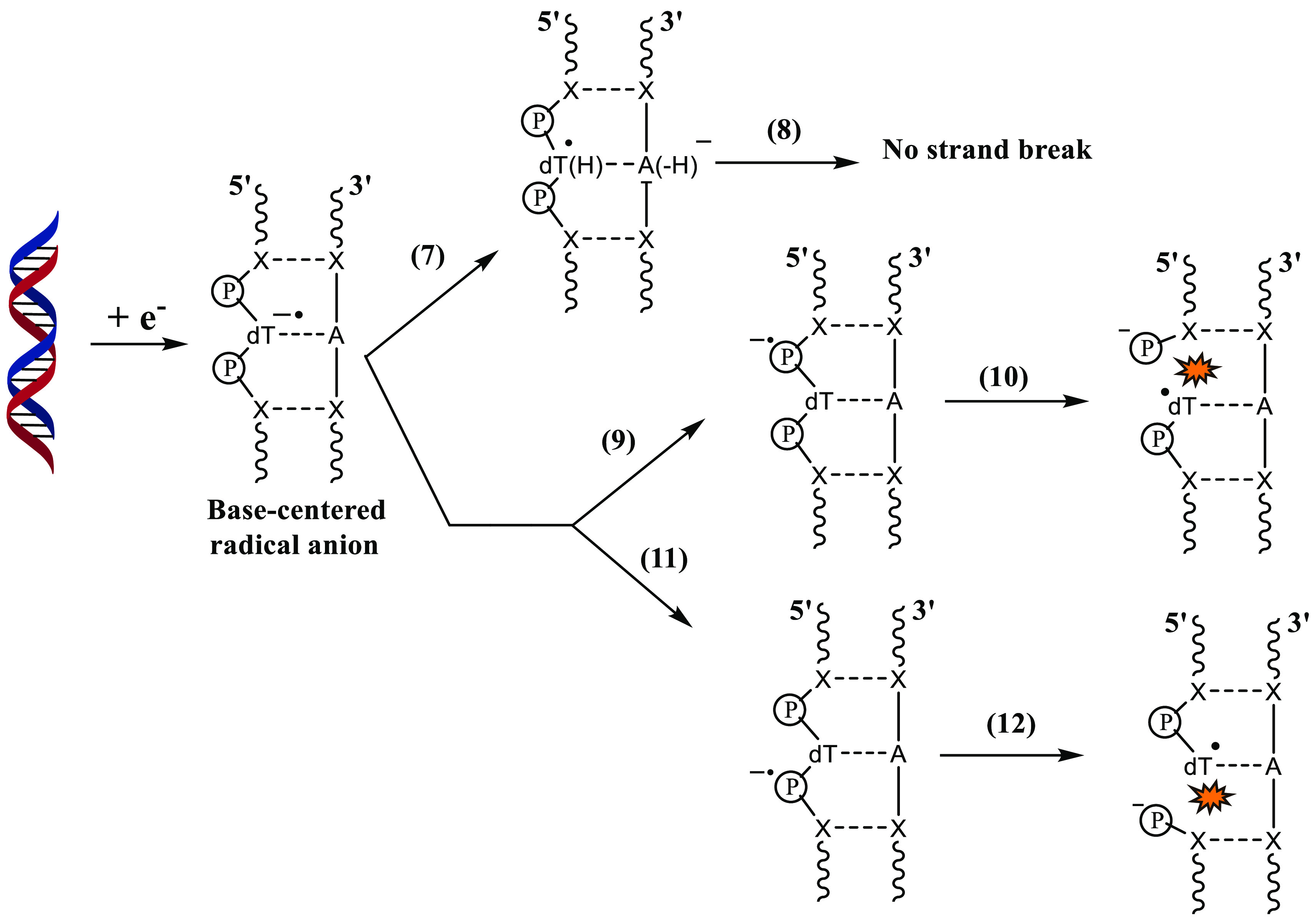 Scheme 5