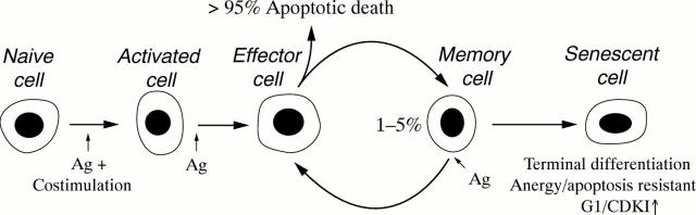 Figure 1  