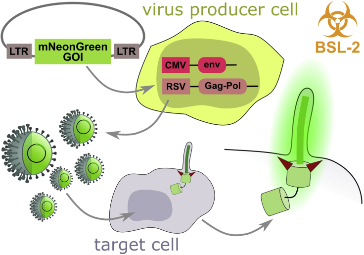 Figure 2