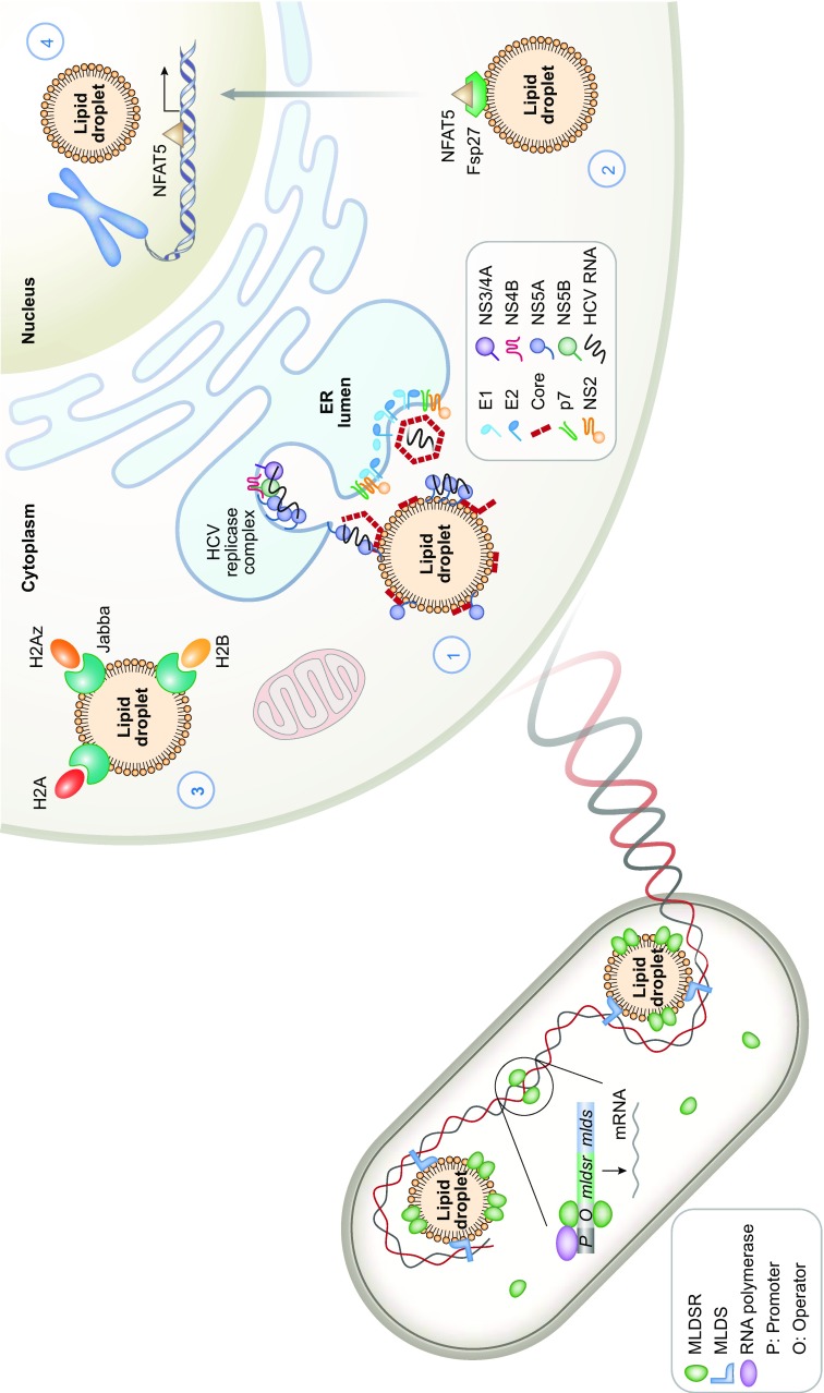 Figure 1