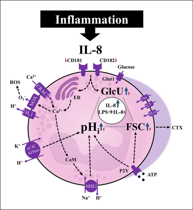 Fig. 8