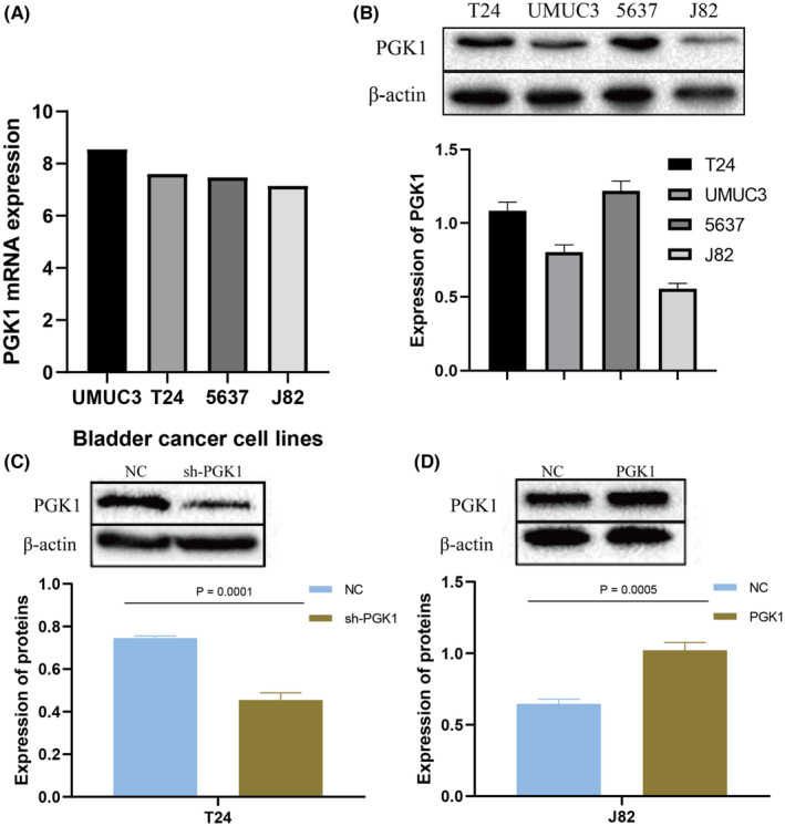 FIGURE 4