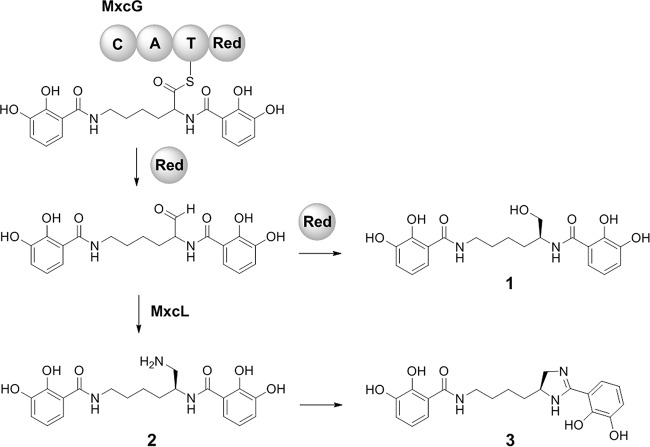 FIG 1