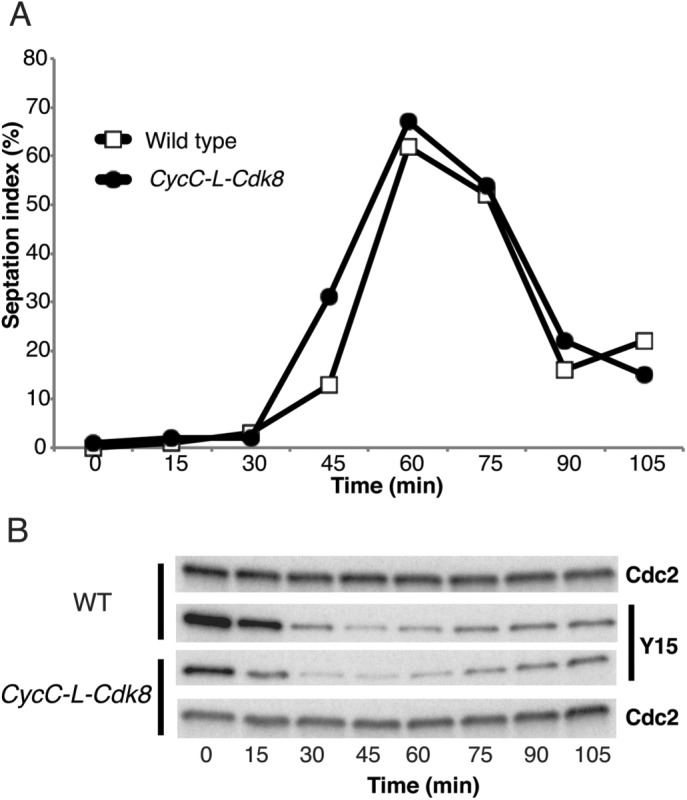 FIGURE 6: