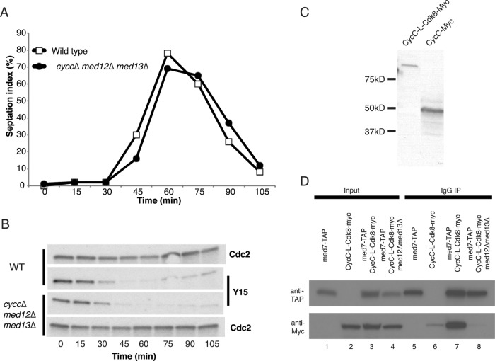 FIGURE 5: