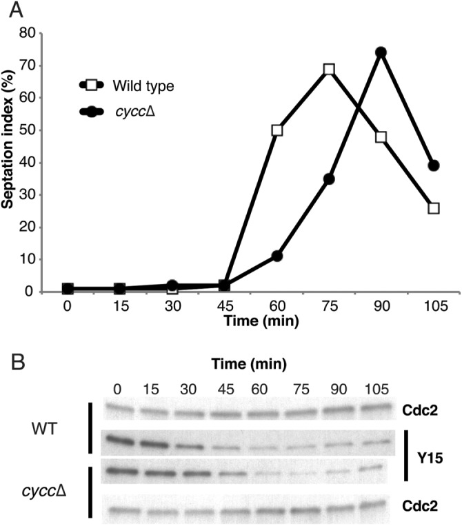 FIGURE 3: