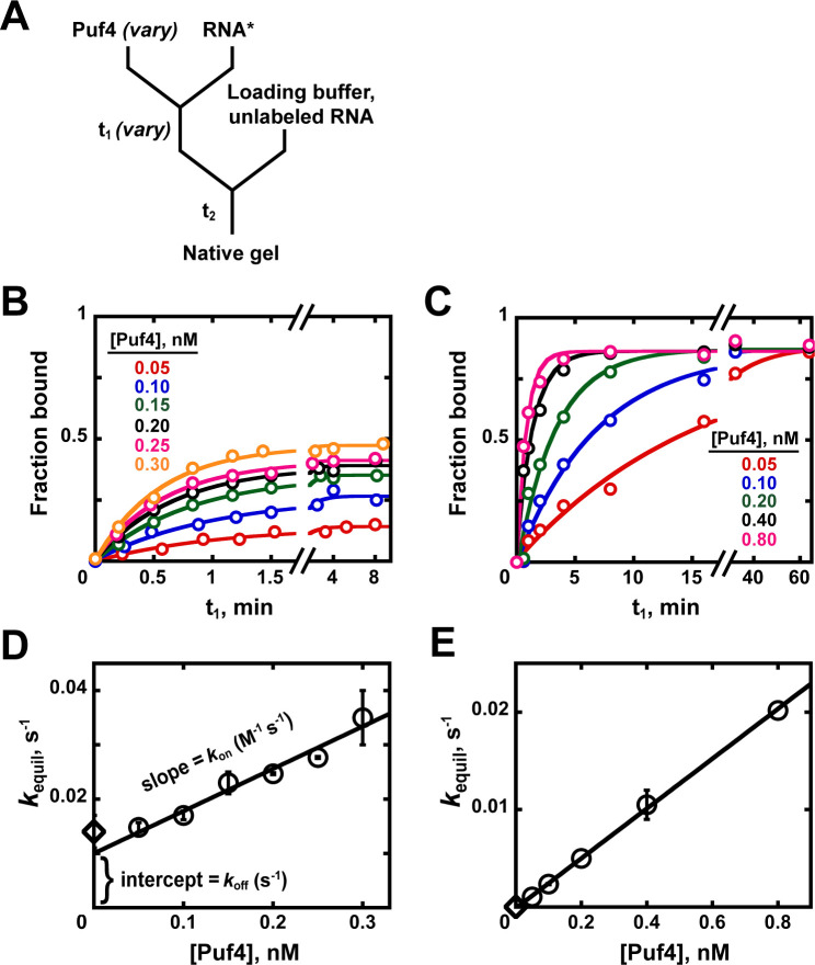 Appendix 1—figure 2.