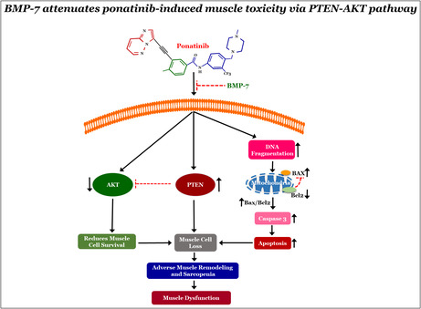 graphic file with name PHY2-11-e15629-g006.jpg