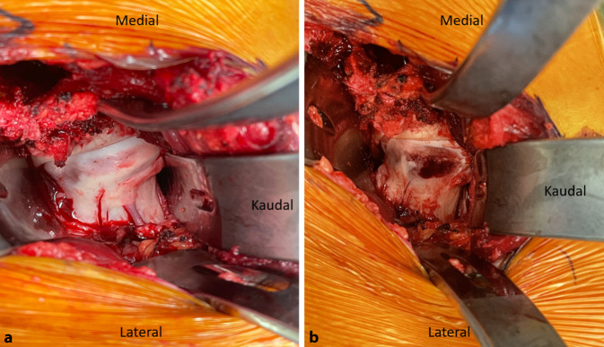 graphic file with name 64_2022_771_Fig17_HTML.jpg