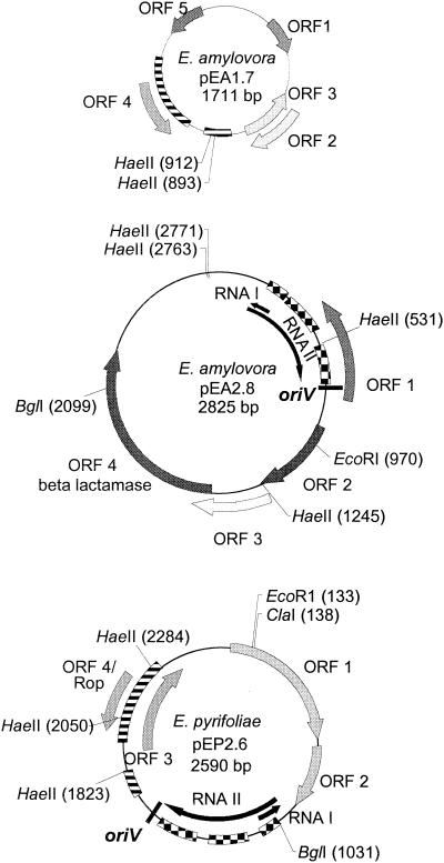 FIG. 6.