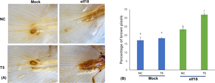 Fig 5