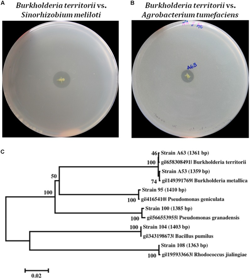 FIGURE 1