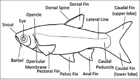 Figure-2