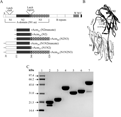 FIG. 1.