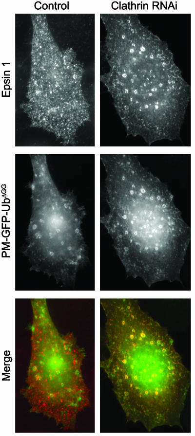 Fig. 9.