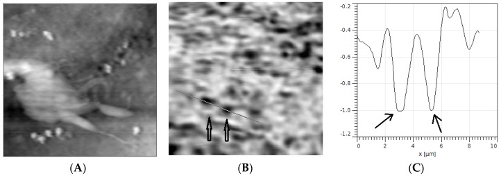 Figure 5