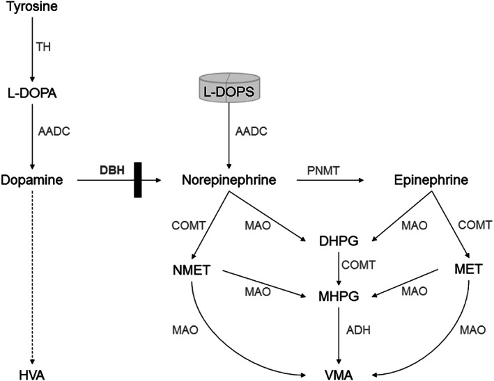 FIGURE 1