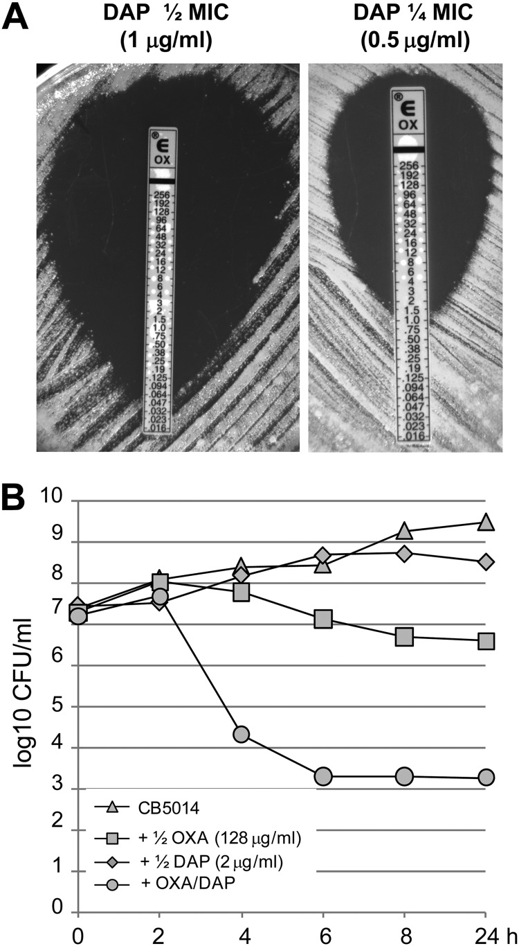 Fig 2