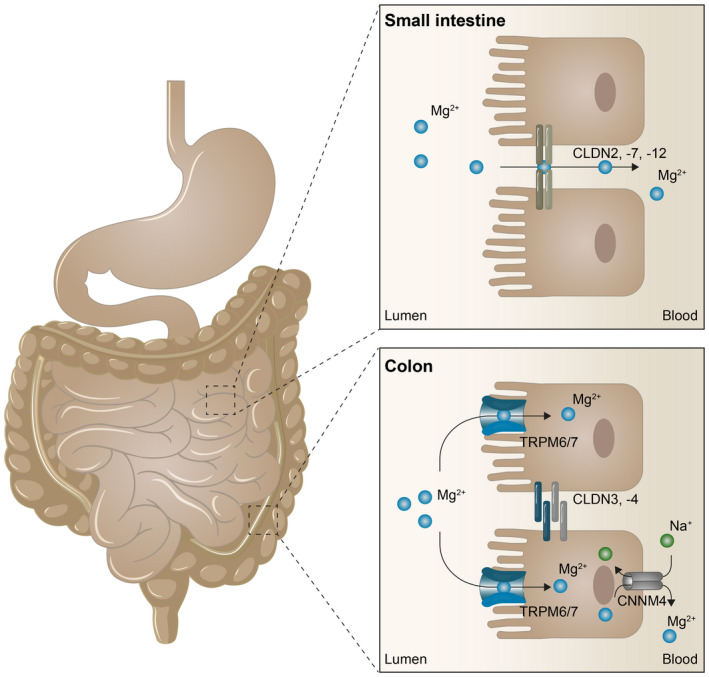 FIGURE 1